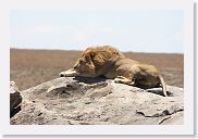 11SerengetiToSopa - 15 * Male African Lion.